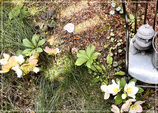 イギリス風カフェ「カームガーデン」のクリスマスローズ