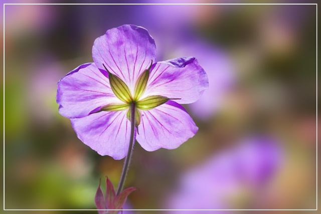 【祝！51歳ついに閉経】女性ホルモンが分泌されなくなって得るメリット